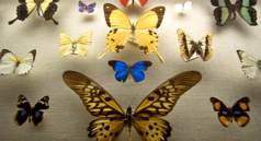 AMNH - Butterflies Mounted